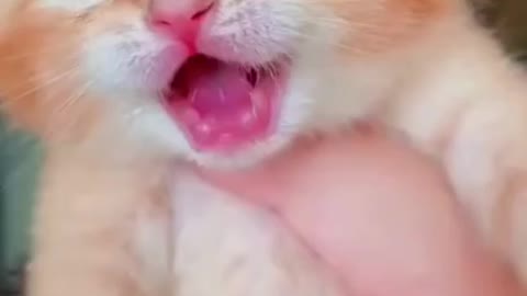 my cat is crying