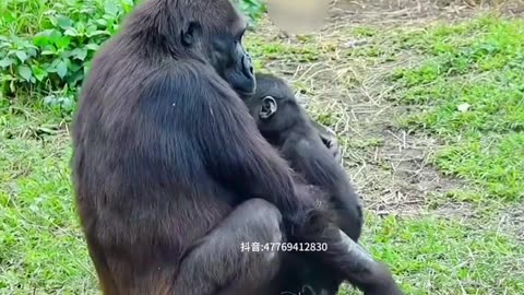 Cute baby gorilla