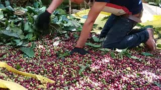 the process of harvesting coffee