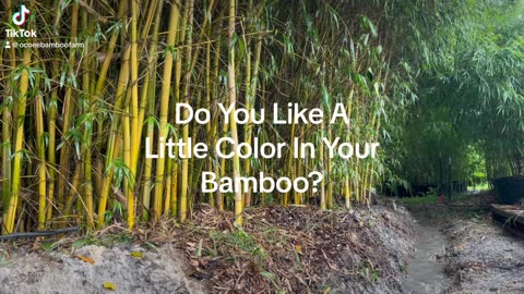 How Can You Get Privacy From A Two Story House- Learn More Ocoee Bamboo Farm 407-777-4807