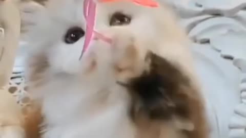 So Cute funny kitten playing