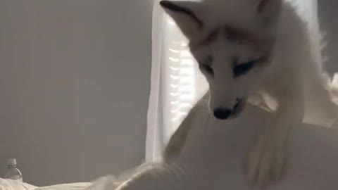 Playful white fox on the bed in the house