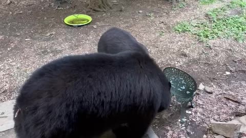 Black Bear Vocally Protects Her Territory