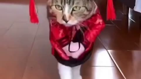 Funny Cat Most Viral Video