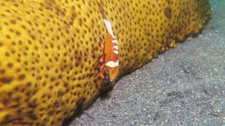 Rare Shrimp Caught on Camera