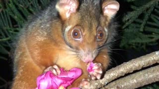 Aussie Possum Eating Pink Flower