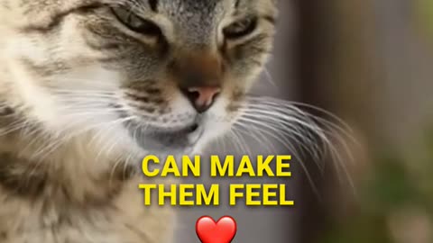 Translate Your Cat's Meows #cat #catbehaviorist #catlover
