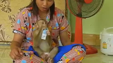 Adorable monkey video new
