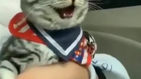 A cat that loves to drive !!