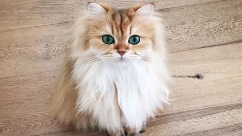 TOP 10 Most Beautiful Cats In The World!