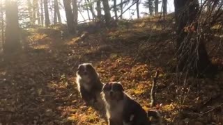 Two dogs sitting on leaves runs at camera looks happy barking