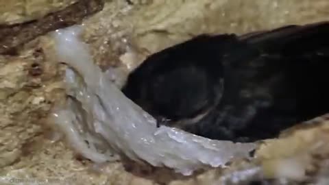 Top Amazing Nest in the Animal World