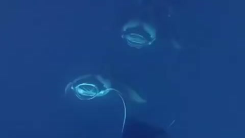 manta rays swim in the ocean