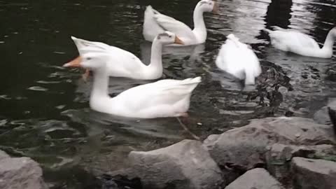 Cute Geese Videos By Kingdom Of Awais