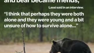 This Wolf And Bear Were Documented Traveling ~ Hunting ~And Playing Together For 10 Days!