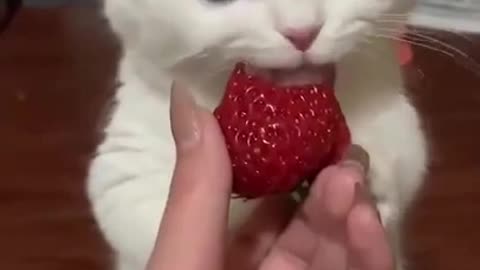 Kitten Eating