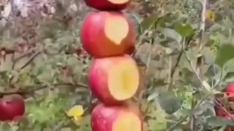 apple skewer