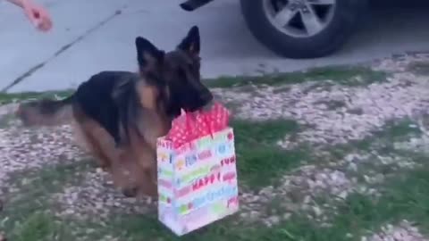 Dog Excited To Attend First Birthday Party