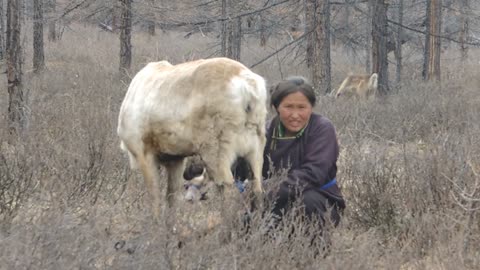 Tsaatan Reindeer Herders - East Taiga, Northern Mongolia