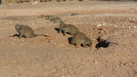 Group of Zeebra mongooses