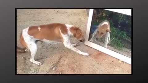 Puppy in front of the mirror !!