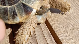 turtle getting a head massage