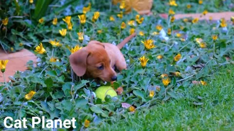 Cute Dog 🐕 😍 Playing