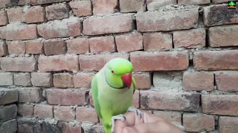 Talking Parrot Speaking On Wall In Urdu Hindi - Cute Ringneck Green Parrot Having Fun On Wallp1