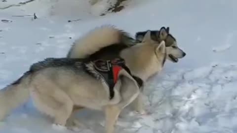 Alaskan Malamute - Alaskan Malamute Playing - Alaskan Malamute Fight