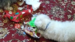 Little dogs Tater Tot & Smudge opening their Christmas gifts