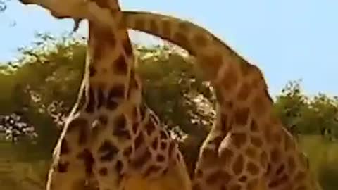 fight between giraffes