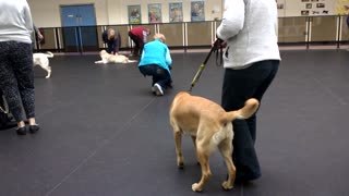 Guide Dog, Puppy Training
