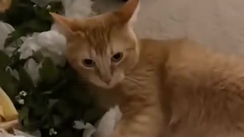 Cute and Funny Cat Videos Compilation #243Aww Animals.