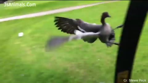 Duck attacks worker