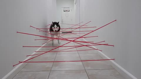 My Huskies Attempt Impossible Laser Maze!