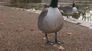 Geese stand on one side.