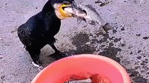 Dog vs fish