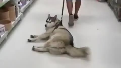 Funny Husky Refuses To Leave Food Store