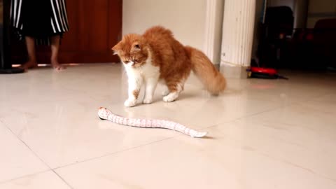 Cat vs remote control snake. REALLY FUNNY