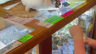 This Bunny Is A Cashier