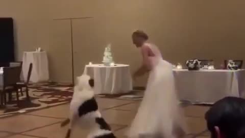 doggy dance weddings