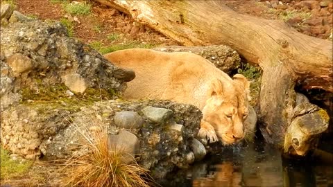 The lion 🦁 the king of the jungle. thirst can lose his life