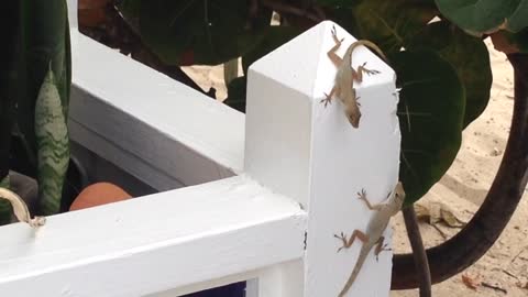 Lizard Hangs From Fence Holding Another Lizard Up By The Mouth