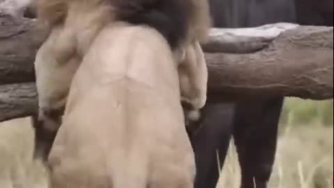Buffalo fight back lion