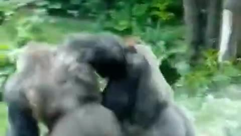 Animal Fight Club (Gorilla vs Gorilla)