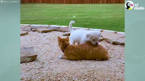 Cachorro crece junto a su gato