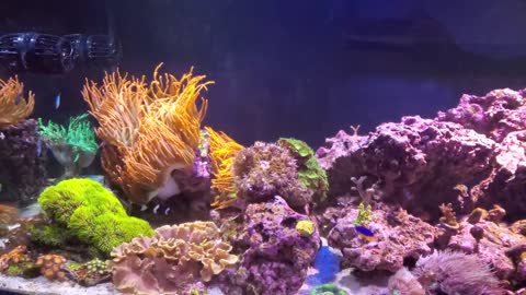 225 Gallon Mixed Reef Update