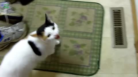 Interesting Cats and Kittens Meowing Compilation