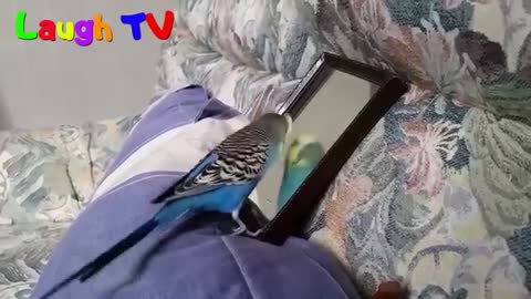 Cute Budgie Parrot Compilation - FUnny birds Videos
