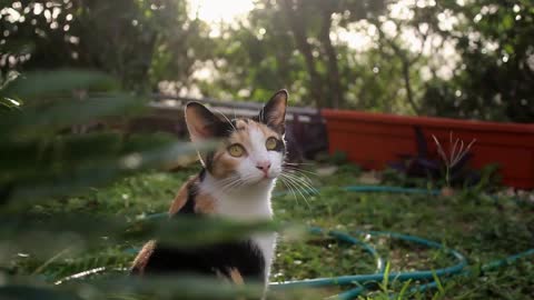 Cute little cat 🐱 🐈 loving baby cat